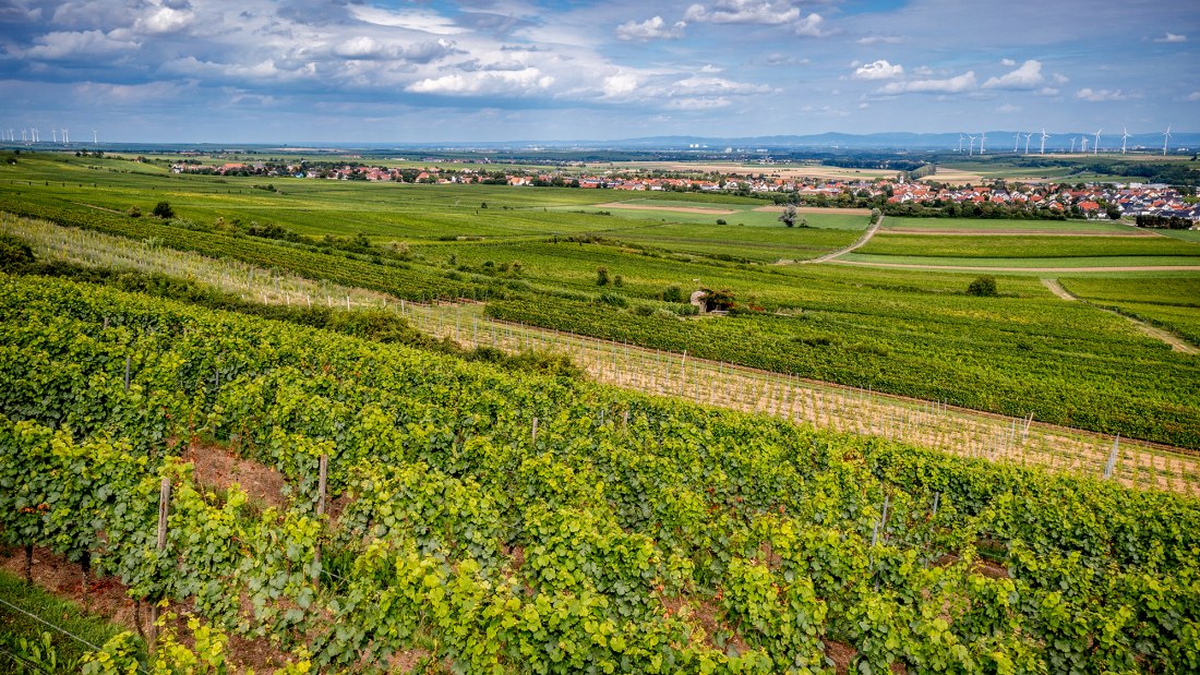 Nieder-Flörsheimer Frauenberg Nieder-Flörsheimer Frauenberg