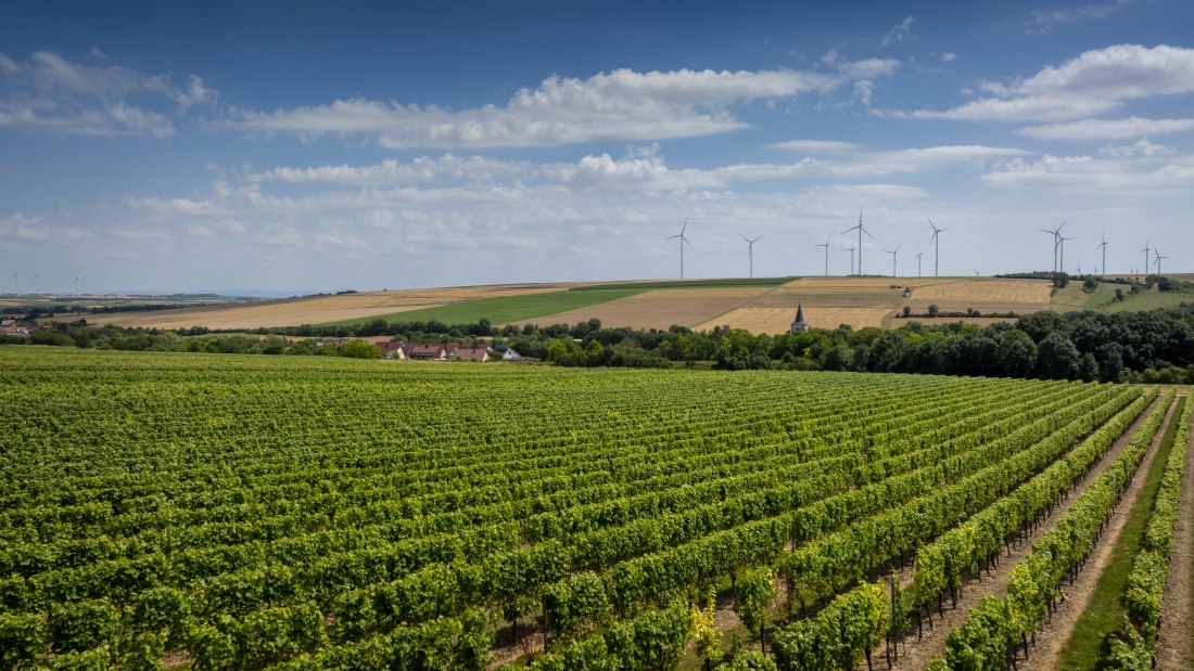 Freimersheimer Frankenstein, © Rheinhessenwein e.V., Torsten Silz Freimersheimer Frankenstein, © Rheinhessenwein e.V., Torsten Silz