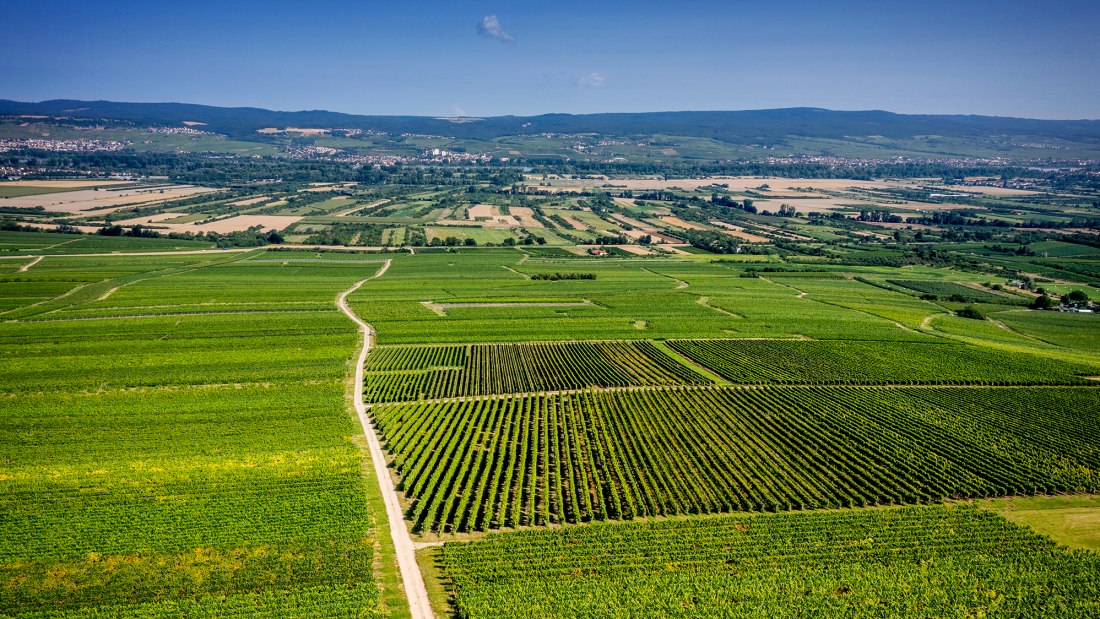 Gau-Algesheimer Johannisberg Gau-Algesheimer Johannisberg