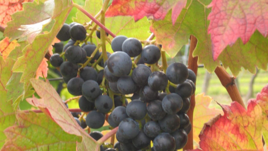 Weingut Wagner_Trauben, © Weingut Wagner Weingut Wagner_Trauben, © Weingut Wagner