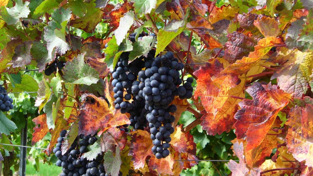 PFAFF WEINE_Rote Trauben, © PFAFF WEINE PFAFF WEINE_Rote Trauben, © PFAFF WEINE