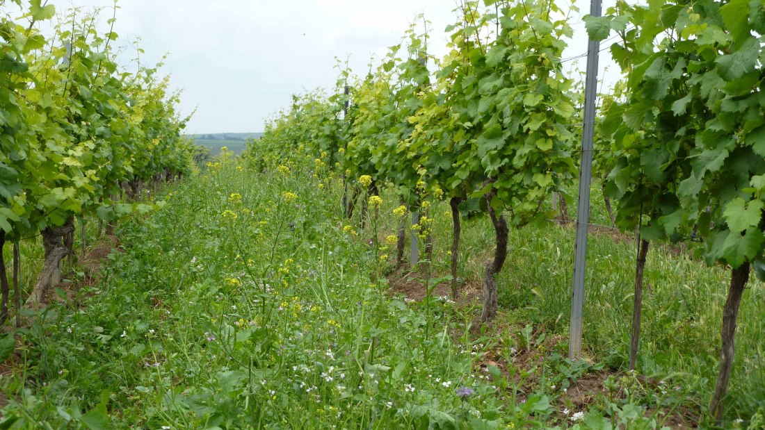 Weingut Pfleger_Weinberg, © Weingut Pfleger Weingut Pfleger_Weinberg, © Weingut Pfleger