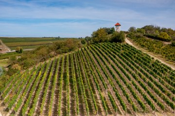 Elsheimer Blume Elsheimer Blume