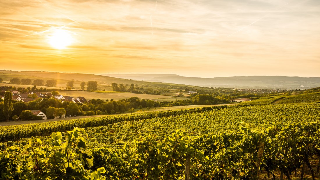 Weingut Gres_Hundertgulden, © Weingut Gres Weingut Gres_Hundertgulden, © Weingut Gres