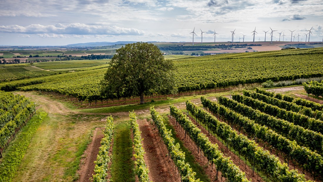 Nieder-Flörsheimer Frauenberg Nieder-Flörsheimer Frauenberg