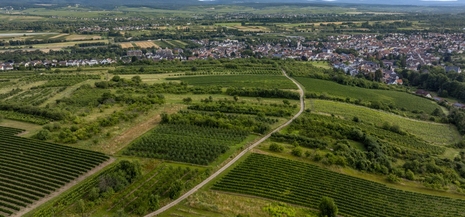 Heidesheimer Geißberg, © Torsten Silz Heidesheimer Geißberg, © Torsten Silz