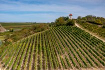 Elsheimer Blume Elsheimer Blume