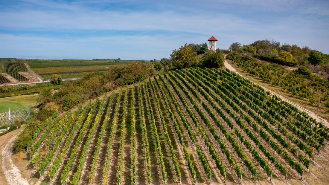 Elsheimer Blume Elsheimer Blume