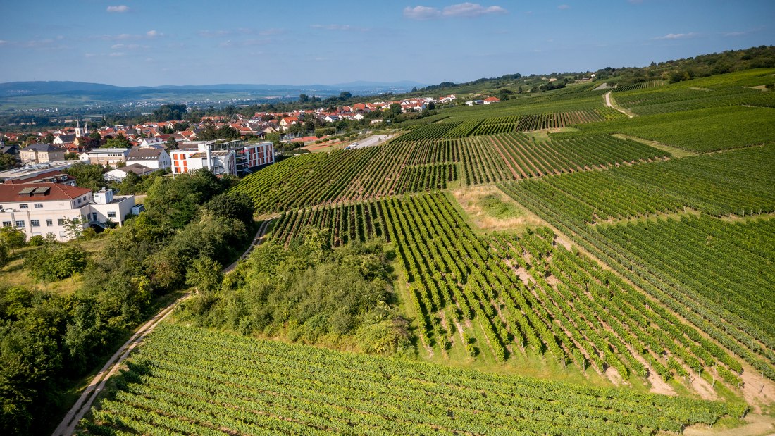 Ingelheimer Höllenweg Ingelheimer Höllenweg