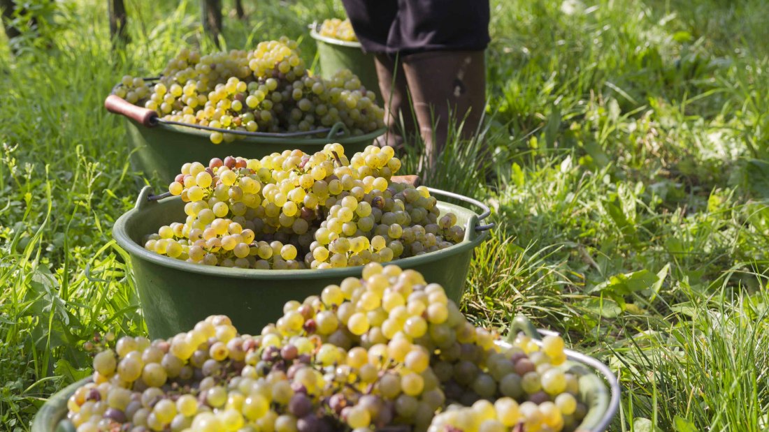 Weingut Freitag_Weinlese, © Weingut Freitag Weingut Freitag_Weinlese, © Weingut Freitag