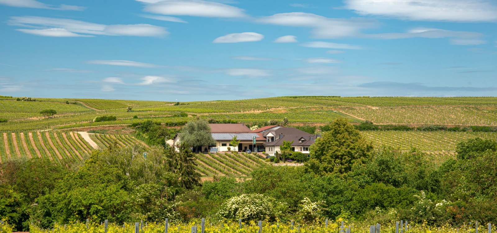 Machmer_Weingut_Titelbild Machmer_Weingut_Titelbild