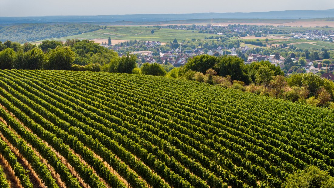 Harxheimer Schloßberg-028 Kopie, © Torsten Silz Harxheimer Schloßberg-028 Kopie, © Torsten Silz