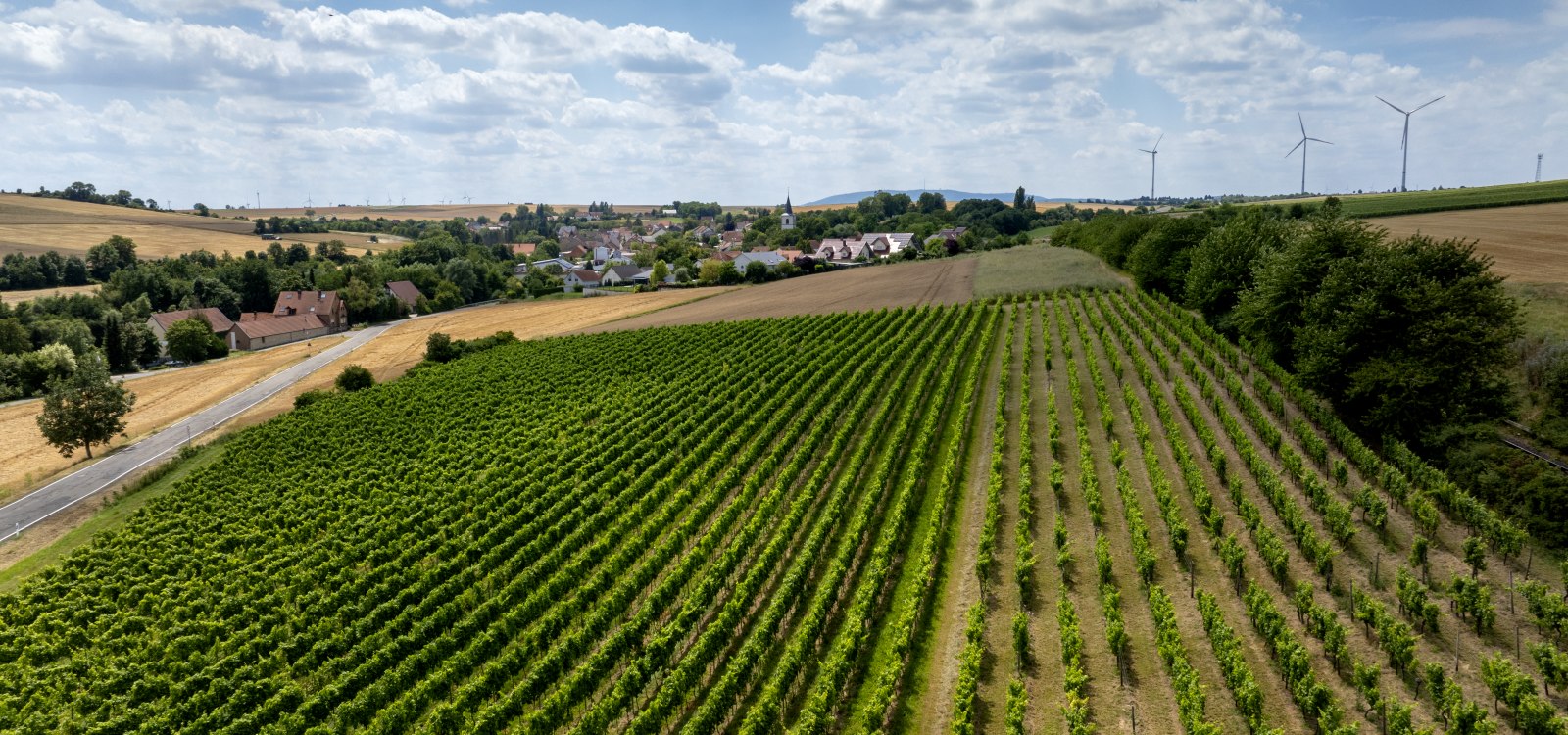 Freimersheimer Frankenstein, © Rheinhessenwein e.V., Torsten Silz Freimersheimer Frankenstein, © Rheinhessenwein e.V., Torsten Silz