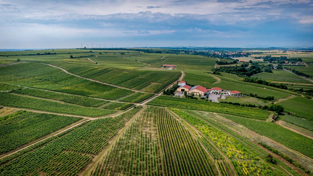 Niersteiner Parterberg-DJI_0235-165, © Torsten Silz Niersteiner Parterberg-DJI_0235-165, © Torsten Silz