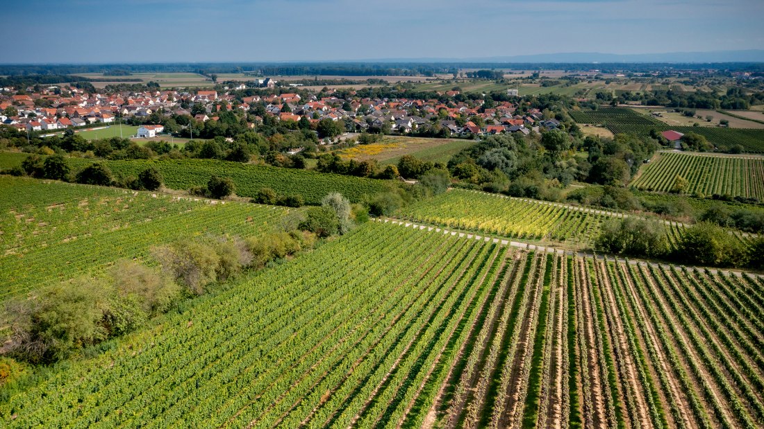Guntersblumer Bornpfad Guntersblumer Bornpfad