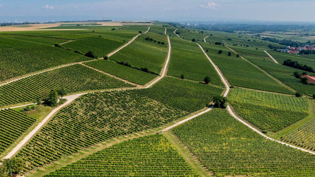 Bodenheimer Hoch Bodenheimer Hoch