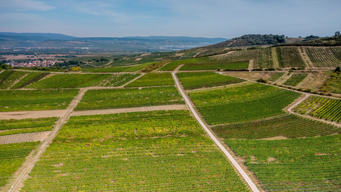 Aspisheimer Sonnenberg Aspisheimer Sonnenberg