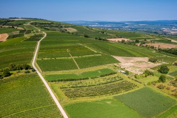Gau-Algesheimer Goldberg Gau-Algesheimer Goldberg