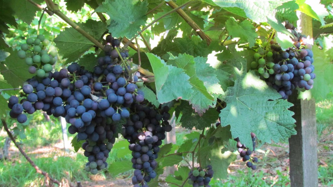 Weingut Nibelungenhof_Trauben, © Weingut Nibelungenhof Weingut Nibelungenhof_Trauben, © Weingut Nibelungenhof