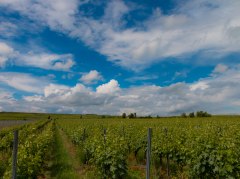 Weinberge im Wonnegau © Ulrich van Wasem Weinberge im Wonnegau © Ulrich van Wasem