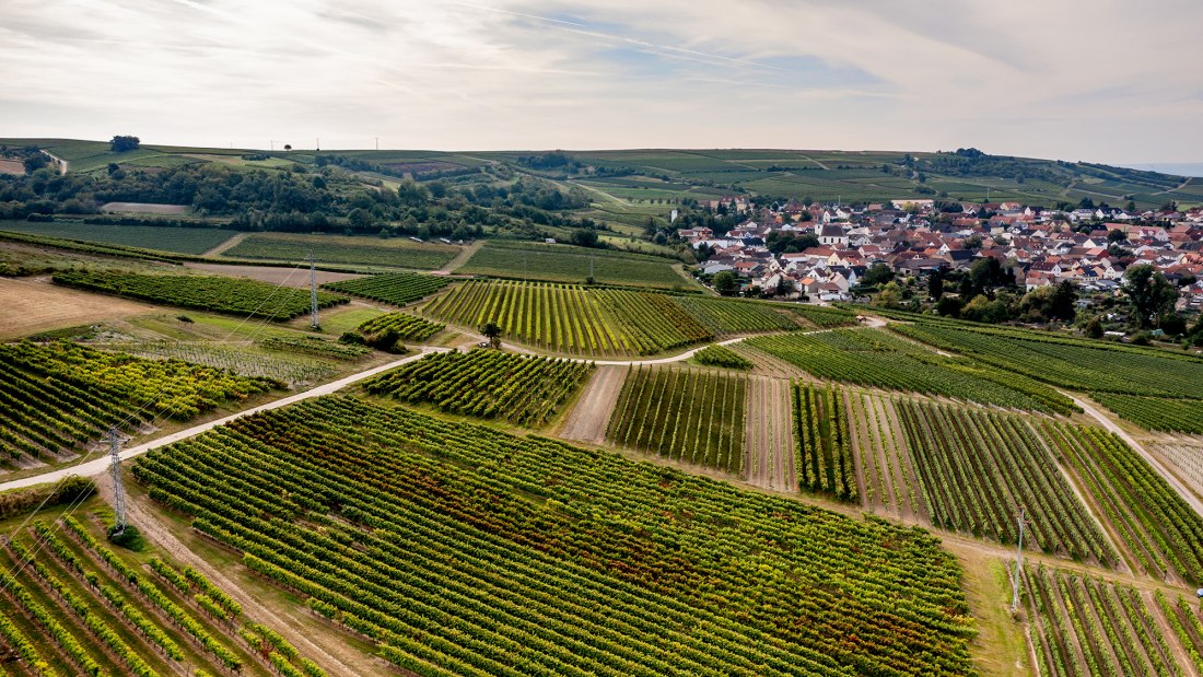 Aspisheimer Sonnenberg Aspisheimer Sonnenberg