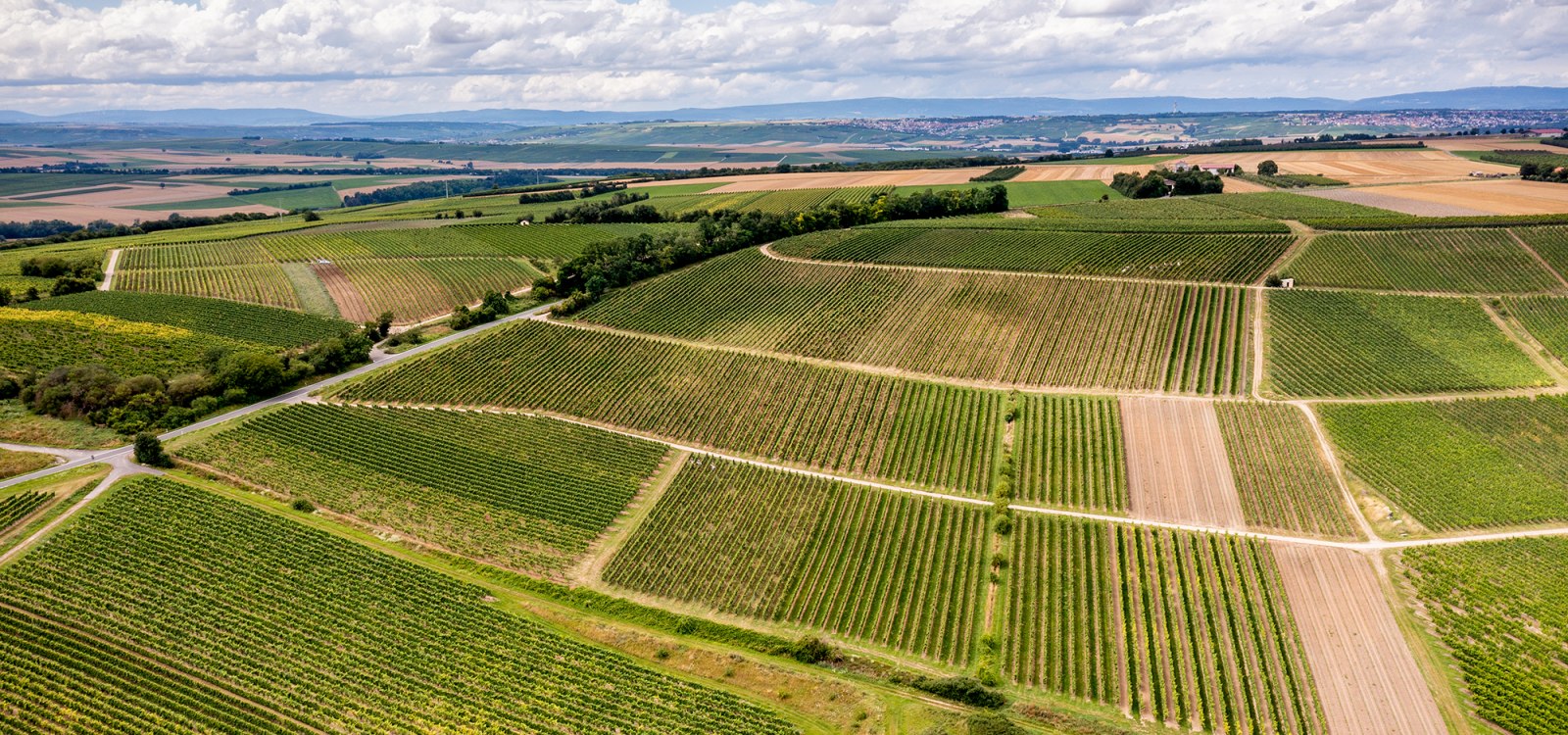 Zornheimer Guldenmorgen Zornheimer Guldenmorgen