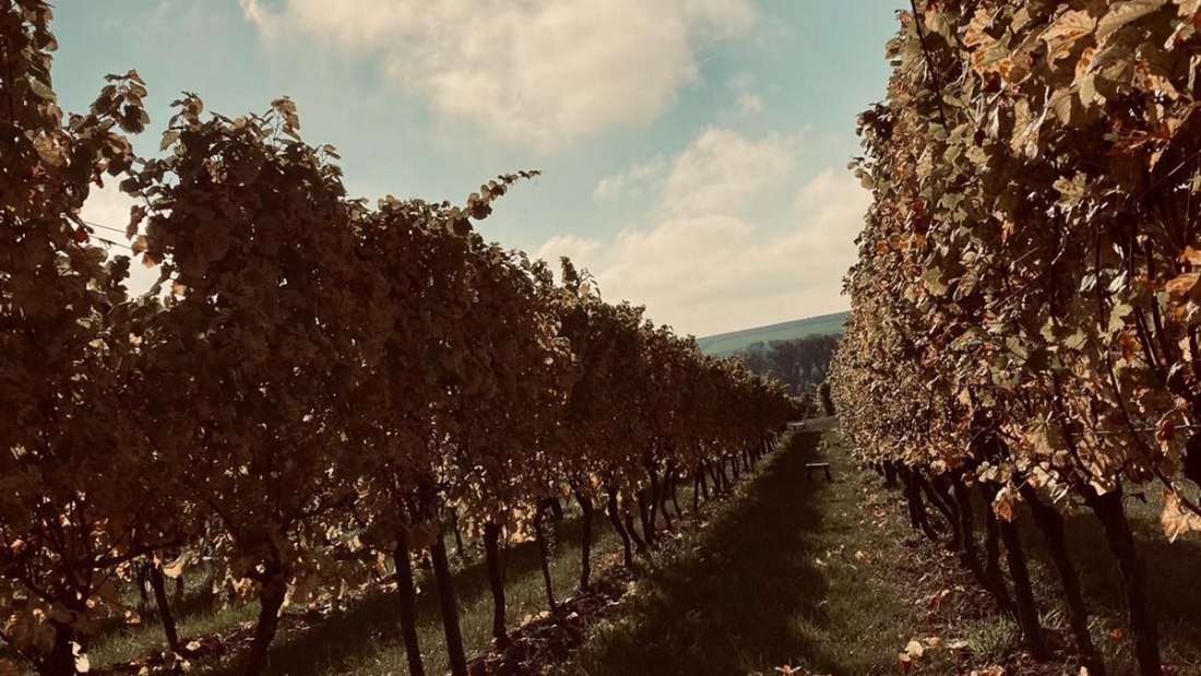 Weingut Wissgott_Rebzeilen, © Weingut Wissgott Weingut Wissgott_Rebzeilen, © Weingut Wissgott