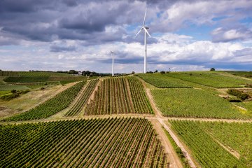 Hahnheimer Knopf Hahnheimer Knopf