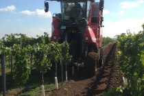 Vollernter Ernte, © Weinmanu Vollernter Ernte, © Weinmanu