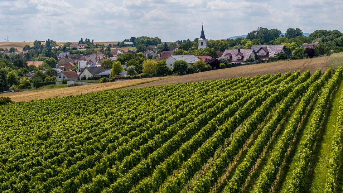 Freimersheimer Frankenstein, © Rheinhessenwein e.V., Torsten Silz Freimersheimer Frankenstein, © Rheinhessenwein e.V., Torsten Silz