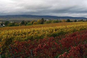 J. Neus_Reben, © Andreas Durst J. Neus_Reben, © Andreas Durst