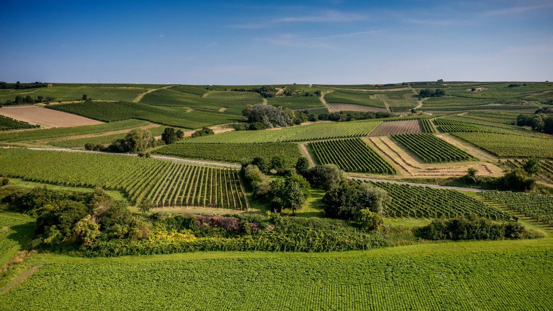 Saulheimer Schloßberg Saulheimer Schloßberg