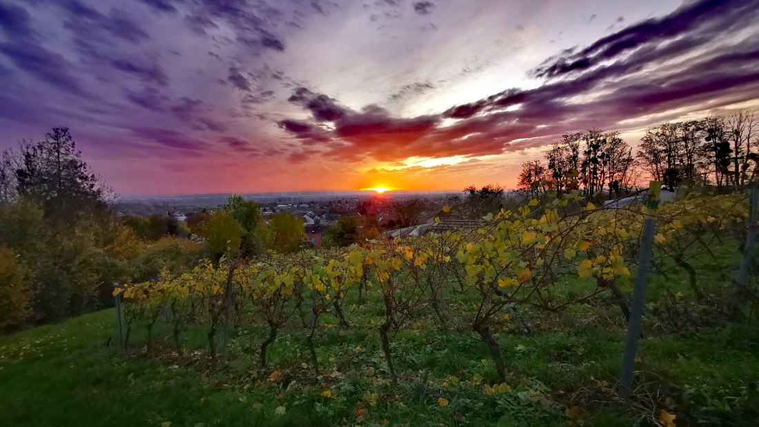 Weingut Rheinterrassenhof_Weinrebe, © Weingut Rheinterrassenhof Weingut Rheinterrassenhof_Weinrebe, © Weingut Rheinterrassenhof
