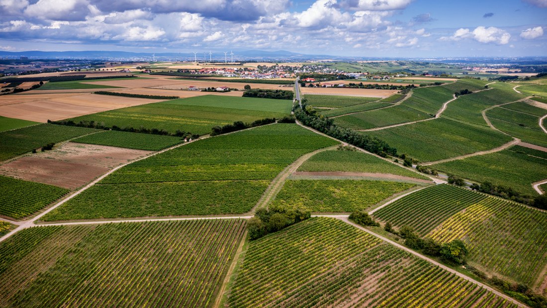 Zornheimer Vogelsang Zornheimer Vogelsang