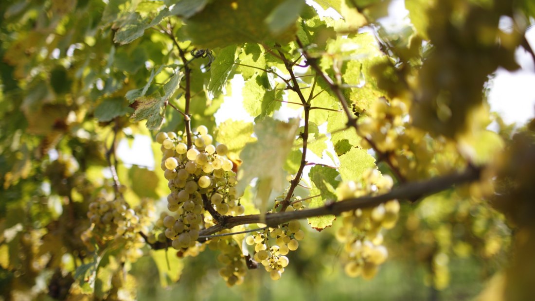 Weingut Winter_Traube, © Weingut Winter Weingut Winter_Traube, © Weingut Winter