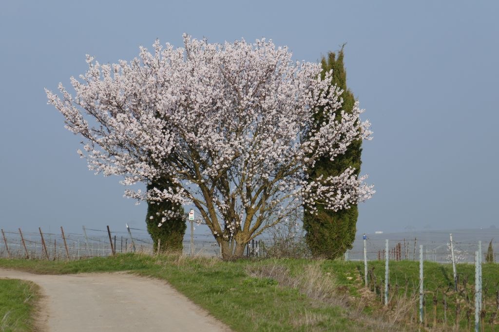 Frühling im Wonnegau, © Michael Jung Frühling im Wonnegau, © Michael Jung