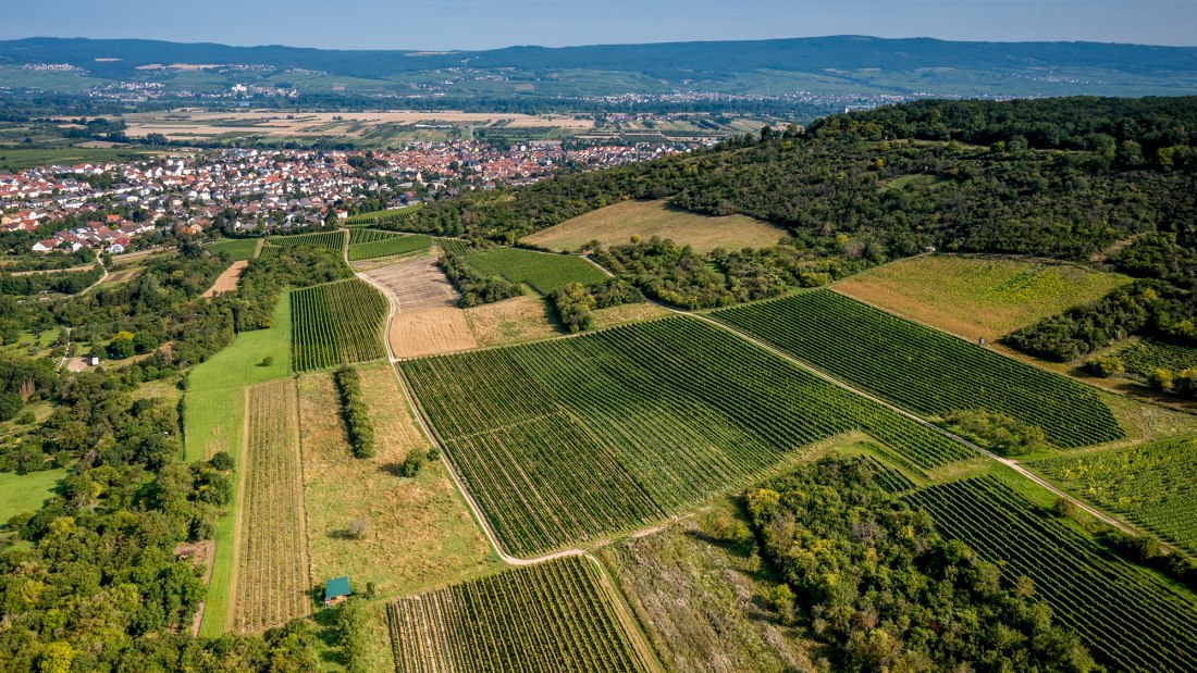 Gau-Algesheimer Goldberg Gau-Algesheimer Goldberg