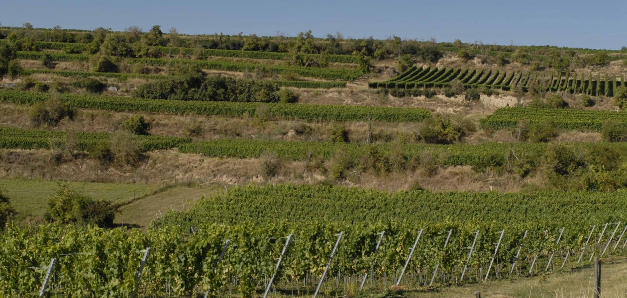 Weingut Eller_Weinreben, © Weingut Eller Weingut Eller_Weinreben, © Weingut Eller