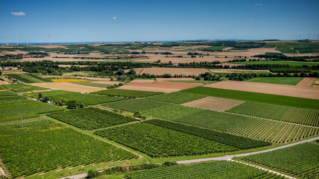 Ober-Olmer Kapellenberg Ober-Olmer Kapellenberg