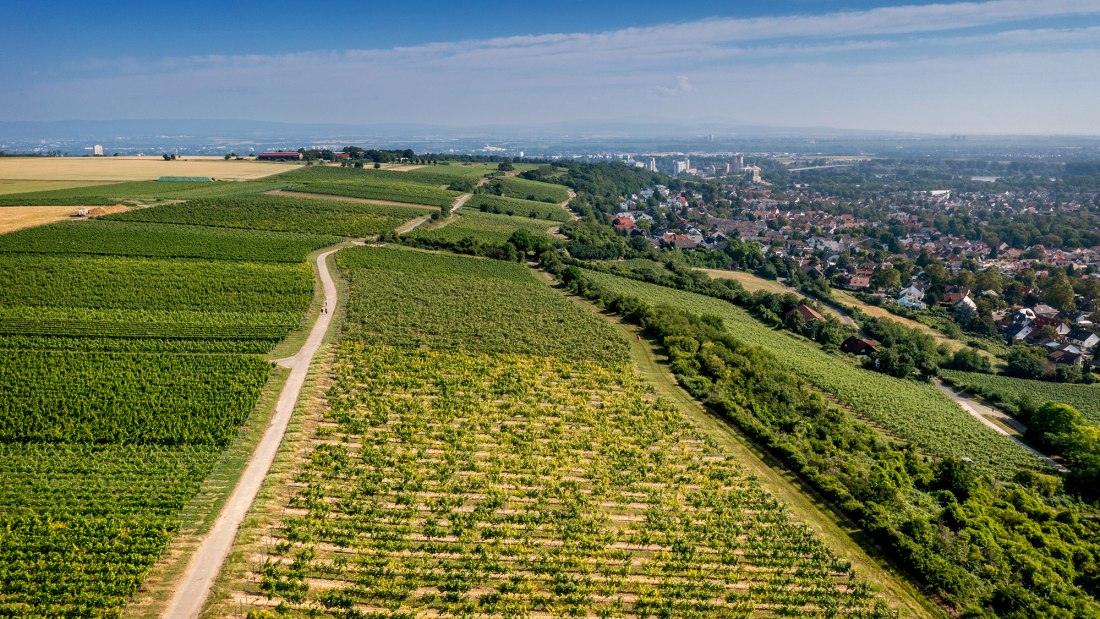 Laubenheimer Johannisberg Laubenheimer Johannisberg