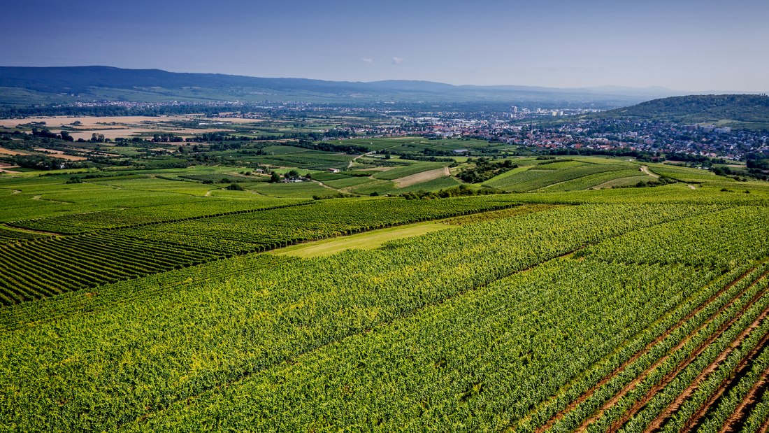 Gau-Algesheimer Johannisberg Gau-Algesheimer Johannisberg
