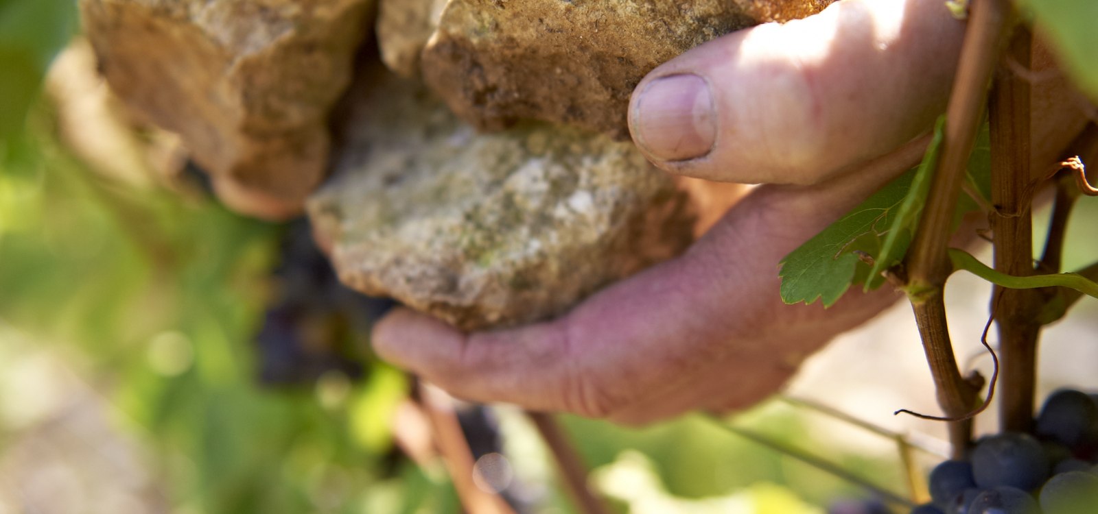 Weingut Michel-Pfannebecker_Hände, © Weingut Michel-Pfannebecker Weingut Michel-Pfannebecker_Hände, © Weingut Michel-Pfannebecker