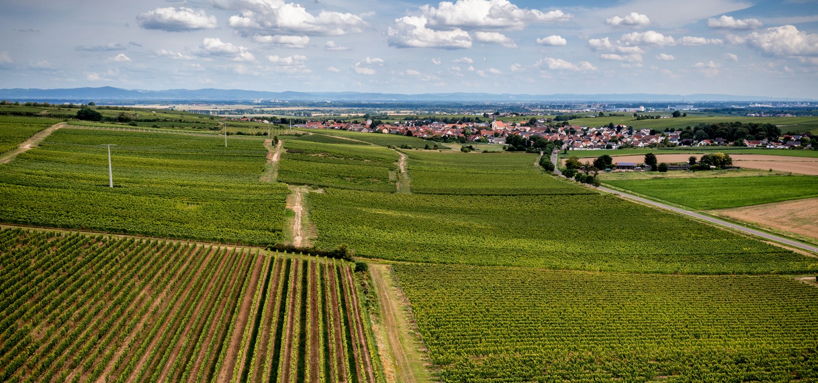Bechtheimer Hasensprung Bechtheimer Hasensprung