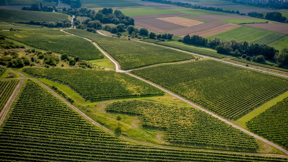 Saulheimer Schloßberg Saulheimer Schloßberg