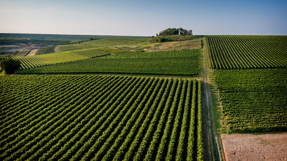 Sulzheimer Schildberg Sulzheimer Schildberg