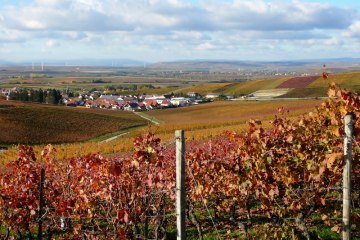 Weinhaus Uhl_Weinreben, © Weinhaus Uhl Weinhaus Uhl_Weinreben, © Weinhaus Uhl