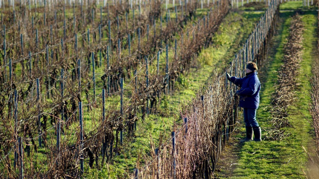 Weingut Kissel_Weinreben, © Weingut Kissel Weingut Kissel_Weinreben, © Weingut Kissel