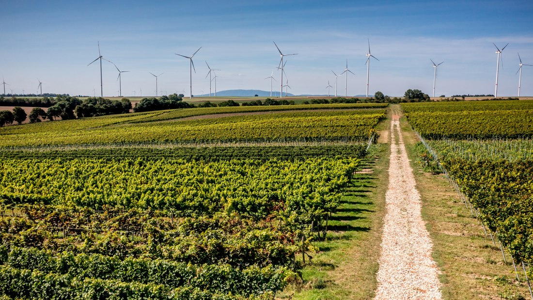 Flomborner Feuerberg Flomborner Feuerberg