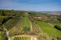 Guntersblumer Himmelthal Guntersblumer Himmelthal