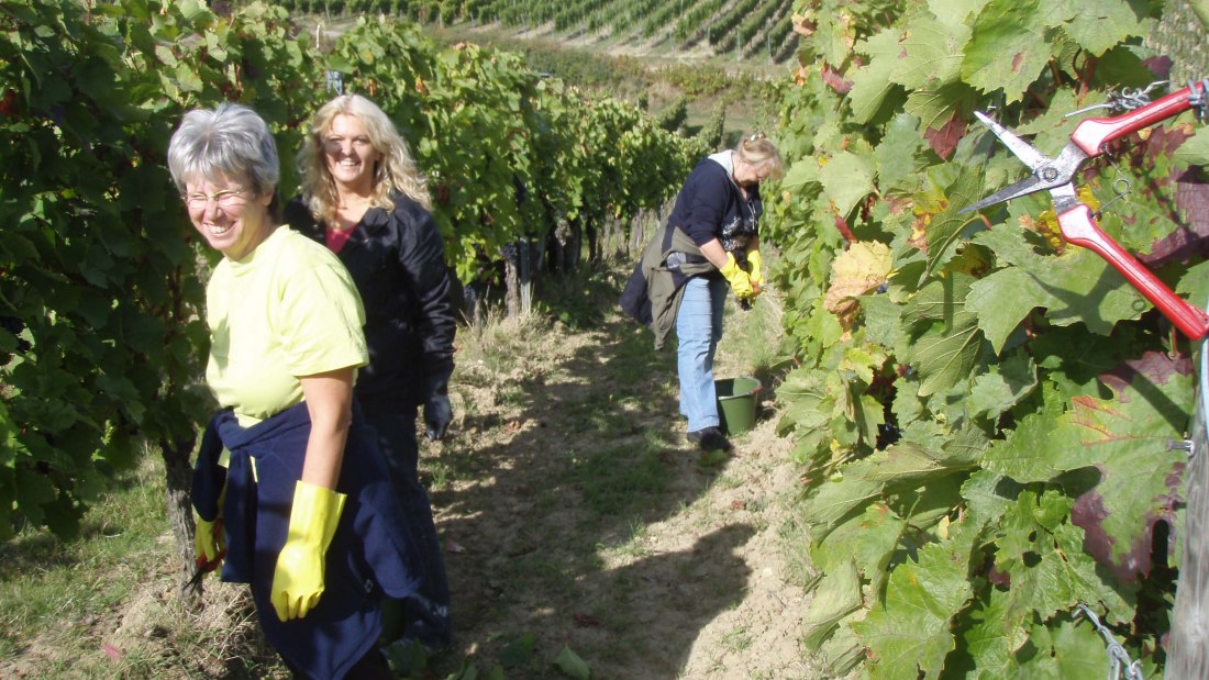 Weingut Wagner_Weinlese, © Weingut Wagner Weingut Wagner_Weinlese, © Weingut Wagner